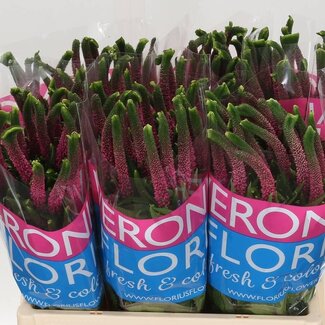 Freshy Veronica Ereprijs “Smart Iselle” | Kleur: Roze | Lengte ± 60 centimeter | Per 25 stelen