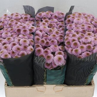 Freshy Chrysanthème Chrysant Santini “Doria Pink” | Couleur: Violet | Longueur ± 55 centimeter | Par 25 tiges