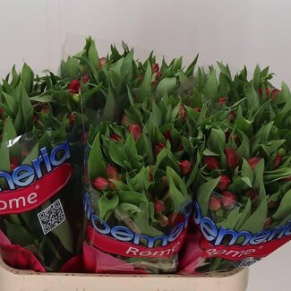 Freshy Alstroemeria “Rome” | Colour: Pink | Length ± 75 centimetre | Weight ± 80 gram per stem | Per 10 stems