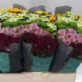 Freshy Chrysanthemum Chrysanthemum Santini Pompon | Colour: Mixed Colours | Length ± 55 centimetre | Per 25 stems