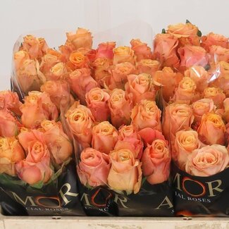 Freshy Rozen “Olympus” | Kleur: Oranje | Lengte ± 50 centimeter | Per 20 rozen