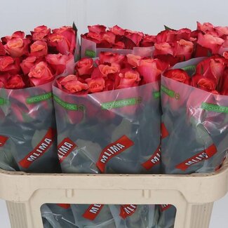 Freshy Rozen “Helene” | Kleur: Roze | Lengte ± 70 centimeter | Per 20 rozen