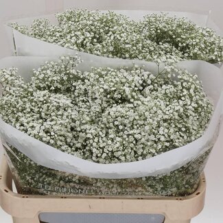 Freshy Gypsophila Gipskruid Pa Ec “Million Star” | Kleur: Wit | Lengte ± 75 centimeter | Gewicht 30 gram per tak | Per 25 stelen