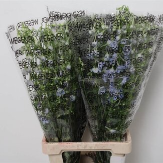 Freshy Delphinium Ridderspoor En “Ballkleid” | Kleur: Blauw | Lengte ± 80 centimeter | Per 10 stelen