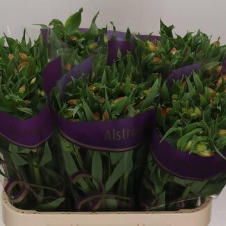 Freshy Alstroemeria “Bali” | Kleur: Geel | Lengte ± 75 centimeter | Gewicht ± 90 gram per tak | Per 10 stelen