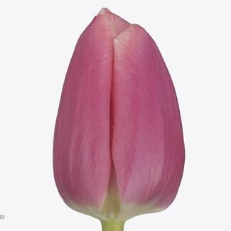 Freshy Enkelbloemige Tulipa Tulp “Milkshake” | Kleur: Roze | Lengte ± 42 centimeter | Gewicht ± 46 gram per steel | Per 50 stelen