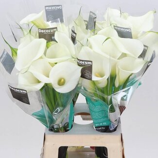 Freshy Zantedeschia Capt Ventura