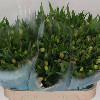 Freshy Alstroemeria “Layla” | Couleur: Rose | Longueur ± 75 centimeter | Poids ± 60 gram par tige | Par 10 tiges