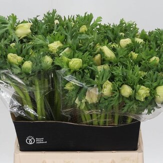 Freshy Anemone Anemone "Co Mar Panda" | Farbe: Weiß | Länge ± 45 Zentimeter | Pro 50 Stiele