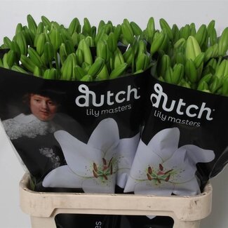 Freshy Lelie Longi x Aziatic Aqua Eyeliner