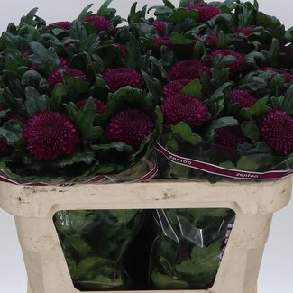 Freshy Chrysant deco Roxo