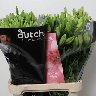 Freshy Lelie Longi x Aziatic Aqua Spotify Pink