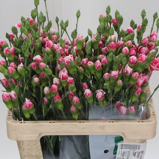 Freshy Trosanjer “Cherry Marvel” | Hollands | Kleur: Rood | Lengte ± 60 centimeter | Per 30 takken