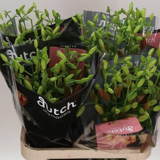 Freshy Lilium Lily Longi x Aziatic Aqua "Pink Madness" | Farbe: Rosa | Länge ± 90 Zentimeter | Pro 10 Stiele