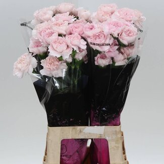 Freshy Lange Dianthus Anjer “Bridal Damascus” | Kleur: Roze | Lengte ± 70 centimeter | Per 20 stelen