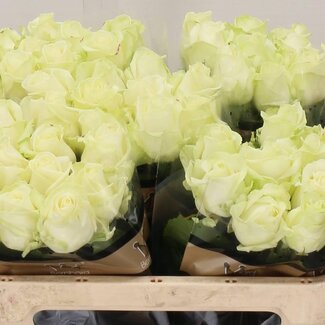 Freshy Rosa Avalanche Optimum