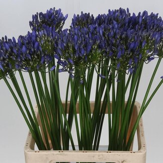 Freshy Agapanthus “Uri” | Kleur: Blauw | Lengte ± 70 centimeter | Per 10 stelen