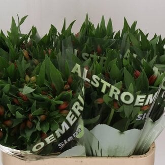 Freshy Alstroemeria “Estee” | Couleur: Rouge | Longueur ± 75 centimeter | Poids ± 55 gram par branche | Par 10 tiges