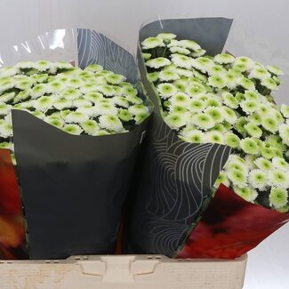 Freshy Chrysanthemum Chrysant Santini XL “Maverick White” | Kleur: Wit | Lengte ± 55 centimeter | Per 25 stelen