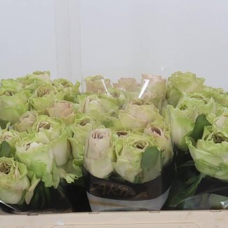 Freshy Rozen “Magique” | Kleur: Wit | Lengte ± 50 centimeter | Per 10 rozen