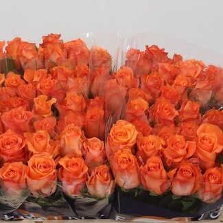 Freshy Rozen “Twilight” | Kleur: Oranje | Lengte ± 50 centimeter | Per 20 rozen
