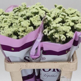 Freshy Limonium Statice Sinuata “Geel Sun Birds” | Kleur: Geel | Lengte ± 60 centimeter | Gewicht ± 20 gram per tak | Per 25 takken