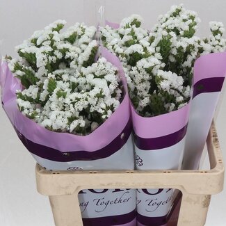 Freshy Limonium Statice Sinuata “Silv Sun Birds” | Kleur: Wit | Lengte ± 60 centimeter | Gewicht ± 25 gram per tak | Per 25 takken