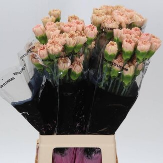 Freshy Lange Dianthus Anjer “Lege Marrone” | Kleur: Oranje | Lengte ± 70 centimeter | Per 20 stelen