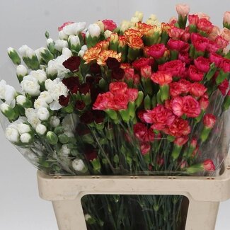 Freshy Trosanjer Mix Assorted