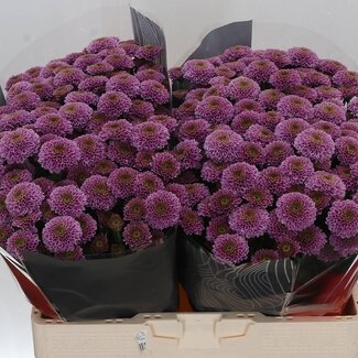 Freshy Chrysanthème Chrysanth Santini XL “Doria” | Couleur: Violet | Longueur ± 55 centimeter | Par 25 tiges