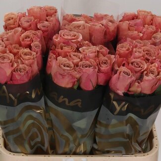 Freshy Rozen “Moccachino” | Kleur: Bruin | Lengte ± 80 centimeter | Per 20 rozen