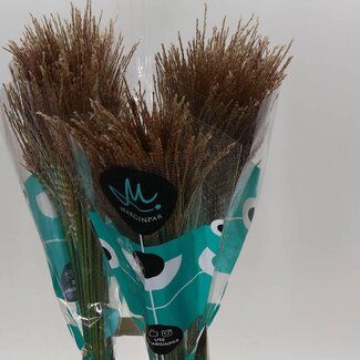 Freshy Miscanthus Prachtriet “White Cloud” | Colour: Brown | Length ± 90 centimetre | Per 25 stems