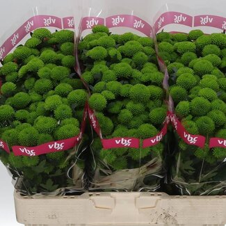 Freshy Chrysanthemum Chrysant Santini “Peptalk” | Kleur: Groen | Lengte ± 55 centimeter | Per 25 stelen