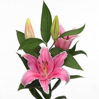 Freshy Lilium Lily Oriental Aqua "Marlon" | Farbe: Rosa | Länge ± 95 Zentimeter | Pro 10 Stiele