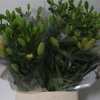 Freshy Lelie Longi x Aziatic Aqua Twinny Peach