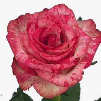 Freshy Rosa Barracuda