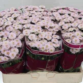 Freshy Chrysanthemum Chrysanthemum Santini “Miller Pearl” | Colour: Pink | Length ± 55 centimeter | Per 25 stems