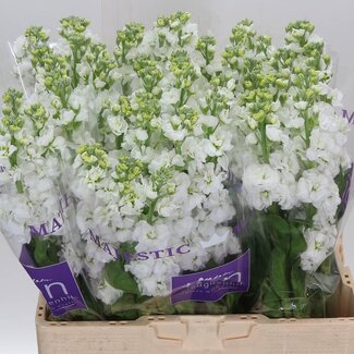 Freshy Matth. Stx White