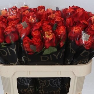 Freshy Rozen “Touchee” | Kleur: Geel | Lengte ± 70 centimeter | Per 20 rozen