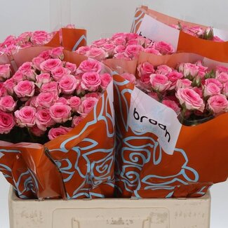 Freshy R tros Tralala