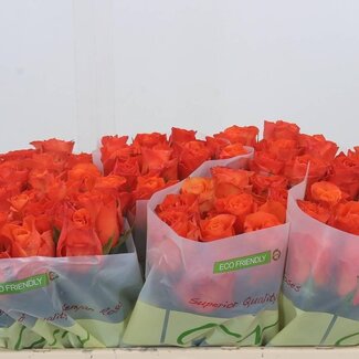 Freshy Rosa Orange Wave