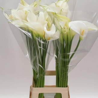 Freshy Zantedeschia Ae Innocence