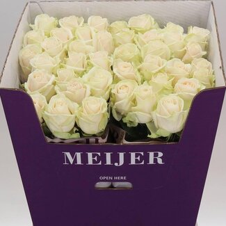 Freshy Rosa Dorchester