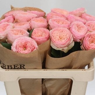 Freshy Rozen “Harper” | Kleur: Roze | Lengte ± 50 centimeter | Per 10 rozen