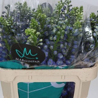 Freshy Delphinium El Guard Blue