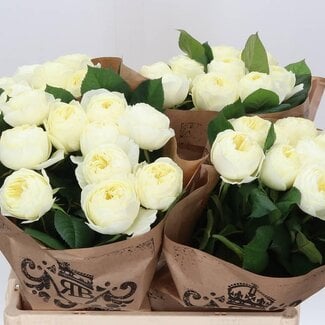 Freshy Rosa White Vuvuzela