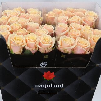 Freshy Rosa Bellini X L