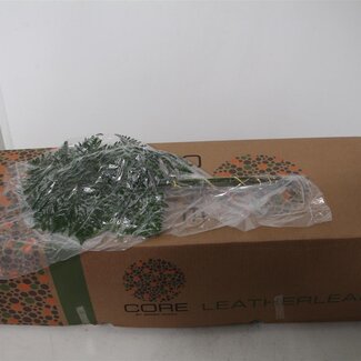 Freshy Ledervaren Ex x35 (vacuum) (p. bos)