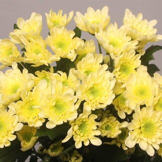 Freshy Chrysanthemum Chrysant “Radost Cream” | Kleur: Geel | Lengte ± 70 centimeter | Gewicht 85 gram per steel | Per 10 stelen
