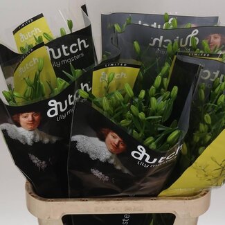 Freshy Lelie Az Aqua Geel Cocotte